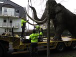 Das Mammut ist umgezogen (Foto: nnz)