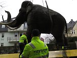 Das Mammut ist umgezogen (Foto: nnz)