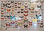 Schmetterlinge mitten in der Stadt (Foto: Peter Blei)