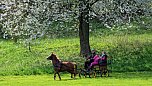 Maibaum in W&uuml;lfingerode gesetzt (Foto: Berti Voigt)