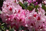 Am letzten Mai-Sonntag: 21. Rhododendronfest (Foto: Andreas Lawrenz) Am letzten Mai-Sonntag: 21. Rhododendronfest (Foto: Andreas Lawrenz)