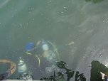 Schnuppertauchen beim TSC Neptun (Foto: privat) Schnuppertauchen beim TSC Neptun (Foto: privat)