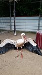 Verletzter Storch ist eingefangen (Foto: privat) Verletzter Storch ist eingefangen (Foto: privat)