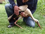 Verletzter Storch ist eingefangen (Foto: privat) Verletzter Storch ist eingefangen (Foto: privat)