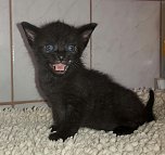 20 K&auml;tzchen warten im Nordh&auml;user Katzenhaus auf ein neues zu Hause (Foto: Tierschutz Nordhausen e.V)