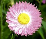 Bl&uuml;hende Landschaften in der T&ouml;pferstra&szlig;e (Foto: Peter Blei)