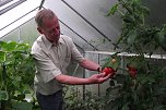 Pr&auml;chtig sind die Tomaten im Gew&auml;chshaus herangewachsen. Daneben Gurken, die sich ebenfalls sehen lassen k&ouml;nnen. (Foto: Kurt Frank)