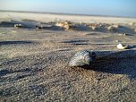 Unterwegs auf Ameland: Muschel (Foto: S. Schedwill)
