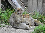 Gleich 12 mal konnte man sich im Affenwald auf dem Strau&szlig;berg &uuml;ber Nachwuchs freuen (Foto: Peter Blei)