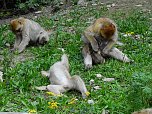 Gleich 12 mal konnte man sich im Affenwald auf dem Strau&szlig;berg &uuml;ber Nachwuchs freuen (Foto: Peter Blei)