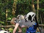 Gleich 12 mal konnte man sich im Affenwald auf dem Strau&szlig;berg &uuml;ber Nachwuchs freuen (Foto: Peter Blei)
