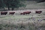 Auf den Spuren des Harzer Roten Höhenviehs (Foto: Kurt Frank) Auf den Spuren des Harzer Roten Höhenviehs (Foto: Kurt Frank)