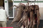    Wild aus Harzer W&auml;ldern wird in diesen Tagen fast t&auml;glich angeliefert. Es zu zerlegen und zu verarbeiten erfordert Qualit&auml;tsarbeit. (Foto: Kurt Frank)