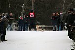 Schlittenhunderennen in Hasselfelde (Foto: Peter Blei)
