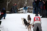 Schlittenhunderennen in Hasselfelde (Foto: Peter Blei)