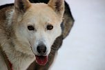 Schlittenhunderennen in Hasselfelde (Foto: Peter Blei)