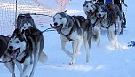 Schlittenhunderennen in Benneckenstein (Foto: Peter Blei) Schlittenhunderennen in Benneckenstein (Foto: Peter Blei)