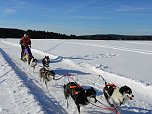 Schlittenhunderennen in Benneckenstein (Foto: Peter Blei) Schlittenhunderennen in Benneckenstein (Foto: Peter Blei)