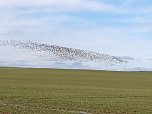 "Invasion" der Wildg&auml;nse (Foto: K. Berndt)