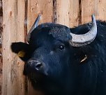 Peter Blei besucht die B&uuml;ffel (Foto: Peter Blei)