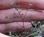Erhalt der Zwerg-Steppenkresse (Hornungia petraea) (Foto: B. Schwarzberg)