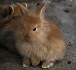 Besuch auf dem Possen (Foto: Peter Blei) Besuch auf dem Possen (Foto: Peter Blei)