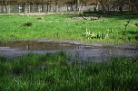 Wasser für das Feuchtbiotop. Frösche und Kröten können sich wieder freuen. (Foto: Kurt Frank) Wasser für das Feuchtbiotop. Frösche und Kröten können sich wieder freuen. (Foto: Kurt Frank)