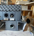 Frühlingsfest im Tierschutzhaus (Foto: Tierschutz Nordhausen e. V.) Frühlingsfest im Tierschutzhaus (Foto: Tierschutz Nordhausen e. V.)