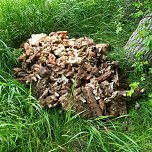 Schlachtabfälle entsorgt (Foto: privat) Schlachtabfälle entsorgt (Foto: privat)