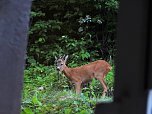 Tierischer Besuch (Foto: J. Wolter)