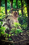Besuch bei den Affen am Strau&szlig;berg (Foto: Gernot Thelemann)