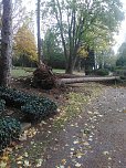 Umgest&uuml;rzte B&auml;ume auf dem Hauptfriedhof (Foto: L. Hillmann)