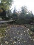 Umgest&uuml;rzte B&auml;ume auf dem Hauptfriedhof (Foto: L. Hillmann)
