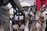 Schlittenhunderennen in Pullmann City II (Foto: Peter Blei)