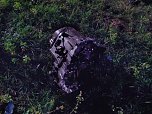 Schwerer Unfall mit get&ouml;teter Person (Foto: privat)