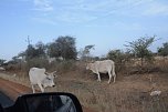 Von Nordhausen nach Gambia - die "Nordh&auml;user W&uuml;stenf&uuml;chse" unterwegs (Foto: Sandra Arm)