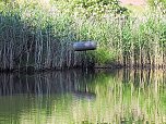 Natur pur bei am Neustädter Rosenteich (Foto: Peter Blei) Natur pur bei am Neustädter Rosenteich (Foto: Peter Blei)