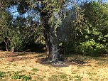 Baum angez&uuml;ndet (Foto: S. Dietzel)