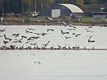 Kraniche am Stausee (Foto: Peter Blei)