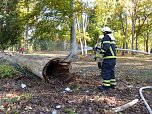 Hohler Baumstamm wurde in Brand gesetzt (Foto: nnz)