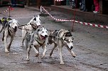 Hundeschlittenrennen in Pullman City (Foto: Peter Blei) Hundeschlittenrennen in Pullman City (Foto: Peter Blei)