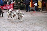 Hundeschlittenrennen in Pullman City (Foto: Peter Blei) Hundeschlittenrennen in Pullman City (Foto: Peter Blei)