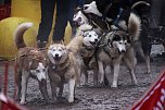 Hundeschlittenrennen in Pullman City (Foto: Peter Blei) Hundeschlittenrennen in Pullman City (Foto: Peter Blei)