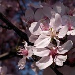 Bl&uuml;tenpracht auf dem Petersberg (Foto: Peter Blei)