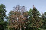 Im Stadtpark sterben B&auml;ume (Foto: Kurt Frank)