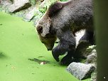 Spende für den Bärenpark (Foto: Ilka Kühn) Spende für den Bärenpark (Foto: Ilka Kühn)