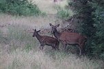 Rotwild im Harz (Foto: H. Guss)