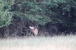 Rotwild im Harz (Foto: H. Guss)