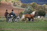 Südharz Rallye für Pferdegespanne (Foto: C. Wilhelm) Südharz Rallye für Pferdegespanne (Foto: C. Wilhelm)