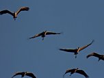 Die letzten Kraniche im Anflug (Foto: Peter Blei)